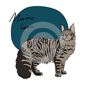 Maine Coon cat,  illustration